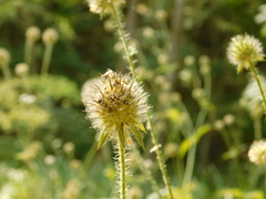 Dipsacus pilosus