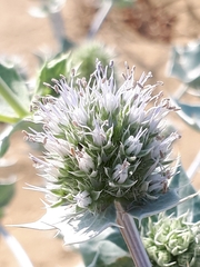 Eryngium maritimum