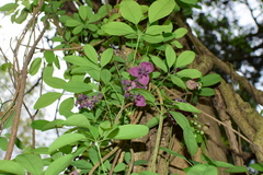 Akebia quinata