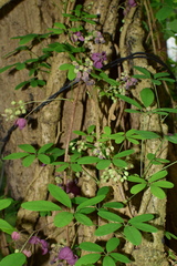 Akebia quinata