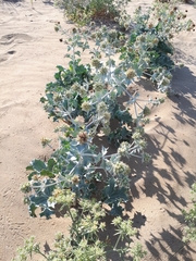 Eryngium maritimum