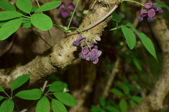 Akebia quinata