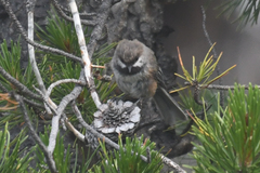 Poecile hudsonicus