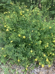 Aureolaria pedicularia