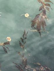 Phacellophora camtschatica