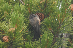 Poecile hudsonicus