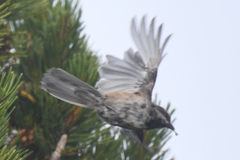 Poecile hudsonicus