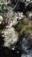Indigofera praetermissa