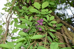 Akebia quinata