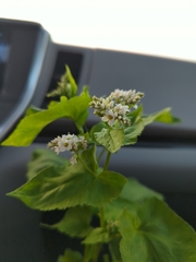 Fagopyrum esculentum