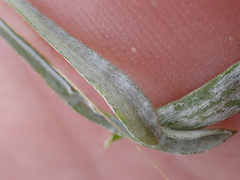 Antennaria