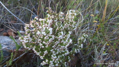 Erica brownleeae