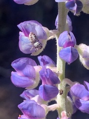 Lupinus argenteus