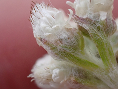 Antennaria
