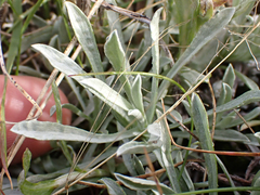 Antennaria