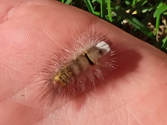 Calliteara pudibunda