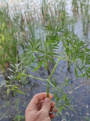 Cenolophium denudatum