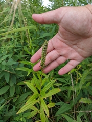 Physostegia virginiana