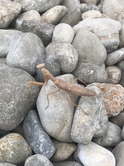 Hierodula transcaucasica
