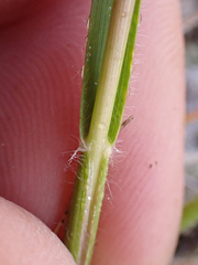 Danthonia intermedia