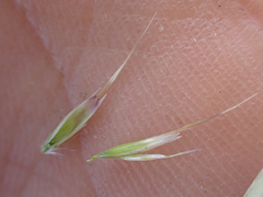 Danthonia intermedia