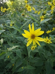 Helianthus decapetalus