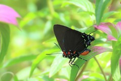Atlides halesus