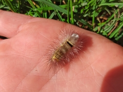 Calliteara pudibunda