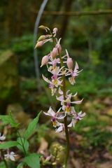 Calanthe aristulifera