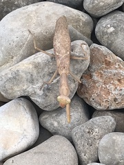 Hierodula transcaucasica