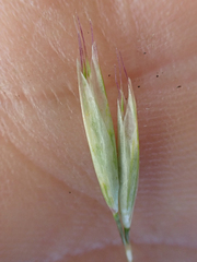 Danthonia intermedia