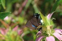 Atlides halesus