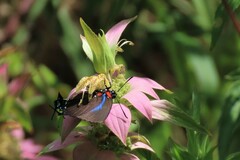 Atlides halesus