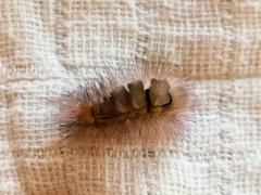 Calliteara pudibunda