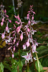 Calanthe aristulifera