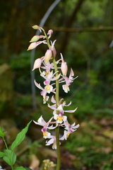 Calanthe aristulifera