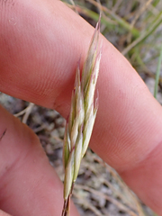 Danthonia intermedia