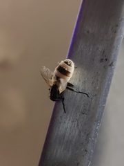 Entomophthora muscae