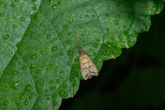Lecithocera