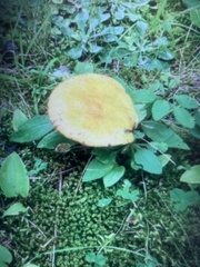 Suillus americanus