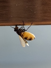 Entomophthora muscae