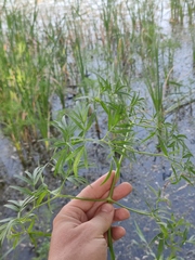 Cenolophium denudatum
