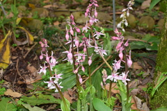Calanthe aristulifera