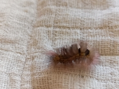 Calliteara pudibunda