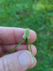 Cyperus sesquiflorus