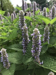 Agastache scrophulariifolia