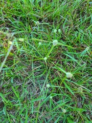 Cyperus sesquiflorus