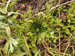 Selaginella pallescens