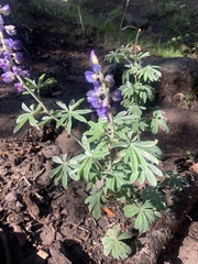 Lupinus argenteus