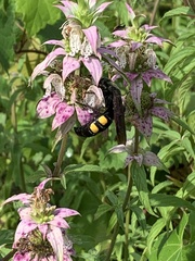 Pygodasis quadrimaculata